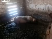 公猪, Pigs — 照片 5