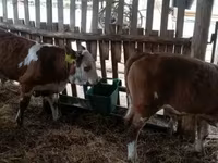 सांड, Simmental cattle — फ़ोटो 4