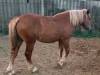 母马, Horses — 照片 6
