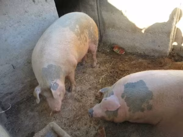 Sow, Pigs