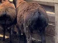 Ovan, Arashan sheep — fotografija 3