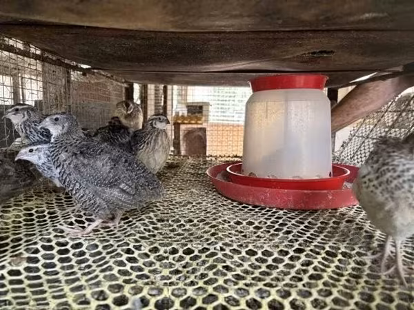 Quails