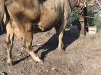 İnək, Alatau irqi — foto 4