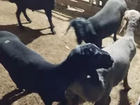 Ovan, Hissar sheep — fotografija 3