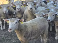 Ovca, Ile-de-France sheep — fotografija 1