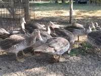 Ducks — fotografija 2