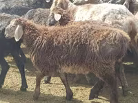 雌羊, Edilbay sheep — 写真 2