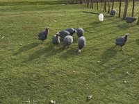Turkeys — fotografija 5