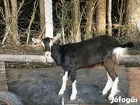 Ziegenbock, Ziegen — Foto 3