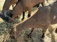 बकरी, Alpine goat — फ़ोटो 2