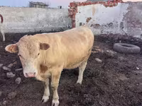 Bik, Swiss cattle — fotografija 1