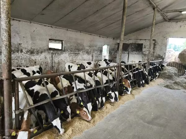 Bik, Russian Black pied cattle