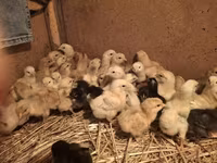 Chickens — zdjęcie 4