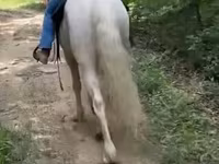 Pastuv, Kentucky mountain daddle horse — fotografija 2