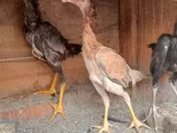 Chickens — foto 4