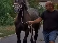 Cheval, Lipizzaner — photo 1