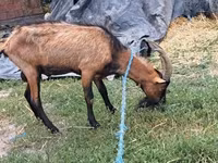 Bode, Cabras — foto 4
