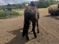 فرس, Međimurje horse — الصورة 3