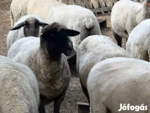 Schaf, Tsigai sheep