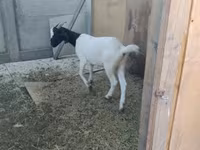 Koza, Nubian Goat — fotografija 6