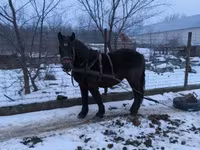 حصان, Hungarian horse breed — الصورة 3