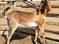 Коза, Nubian Goat — фото 5