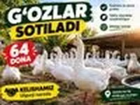 Geese — 写真 5