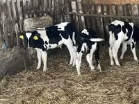 Bulle, Russian Black pied cattle — Foto 7
