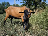 Kozioł, Kozy — zdjęcie 4