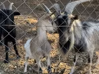 बकरा, बकरियाँ — फ़ोटो 2