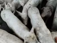 Cerdos (lote, sexo no especificado), Пьетрен — foto 1