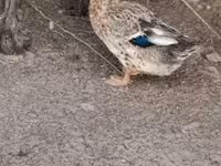 Ducks — الصورة 2