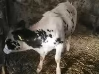 गाय, मवेशी — फ़ोटो 2