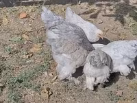 Brahma — Foto 8