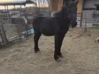 Cheval, Chevaux — photo 3