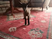 Jarac, Alpine goat — fotografija 4