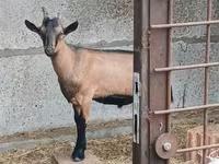 تيس, Alpine goat — الصورة 1