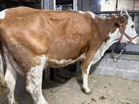 Vaca, Raça Holstein — foto 4