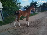 Stute, Hungarian horse breed — Foto 7