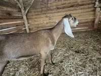 Koza, Nubian Goat — zdjęcie 2