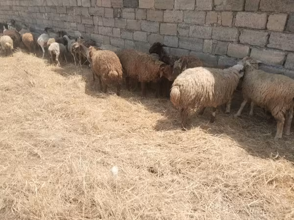 Moutons (lot, sexe non indiqué), Moutons