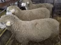 Qoç, Ile-de-France sheep — foto 2