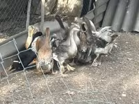 Ducks — photo 2