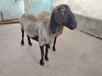 母羊, Sheep — 照片 3