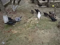Ducks — zdjęcie 3