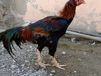 Chickens — fotografija 3