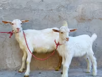 Koza, Saanen goat — fotografija 3