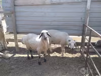 Bélier, Moutons — photo 7