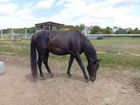 雄馬, American paint horse — 写真 5