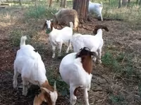 Bode, Boer goat — foto 2